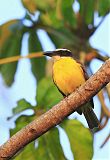 Boat-billed Flycatcherborder=